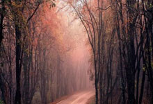 天博体育：金球奖官方社媒被冲：小熊值得金球奖，抢劫！.